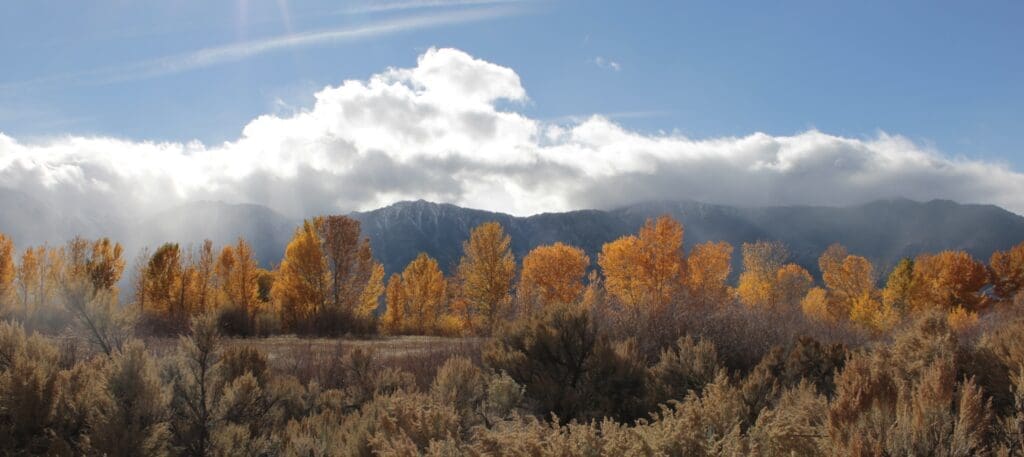 Carson Valley Fall Color